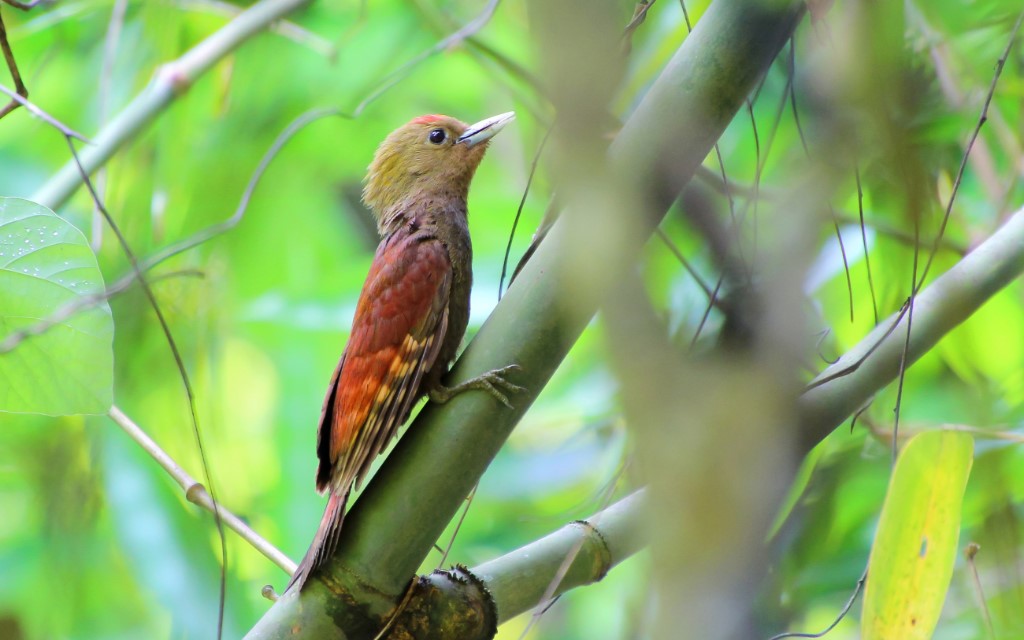 Tree-clinging Birds